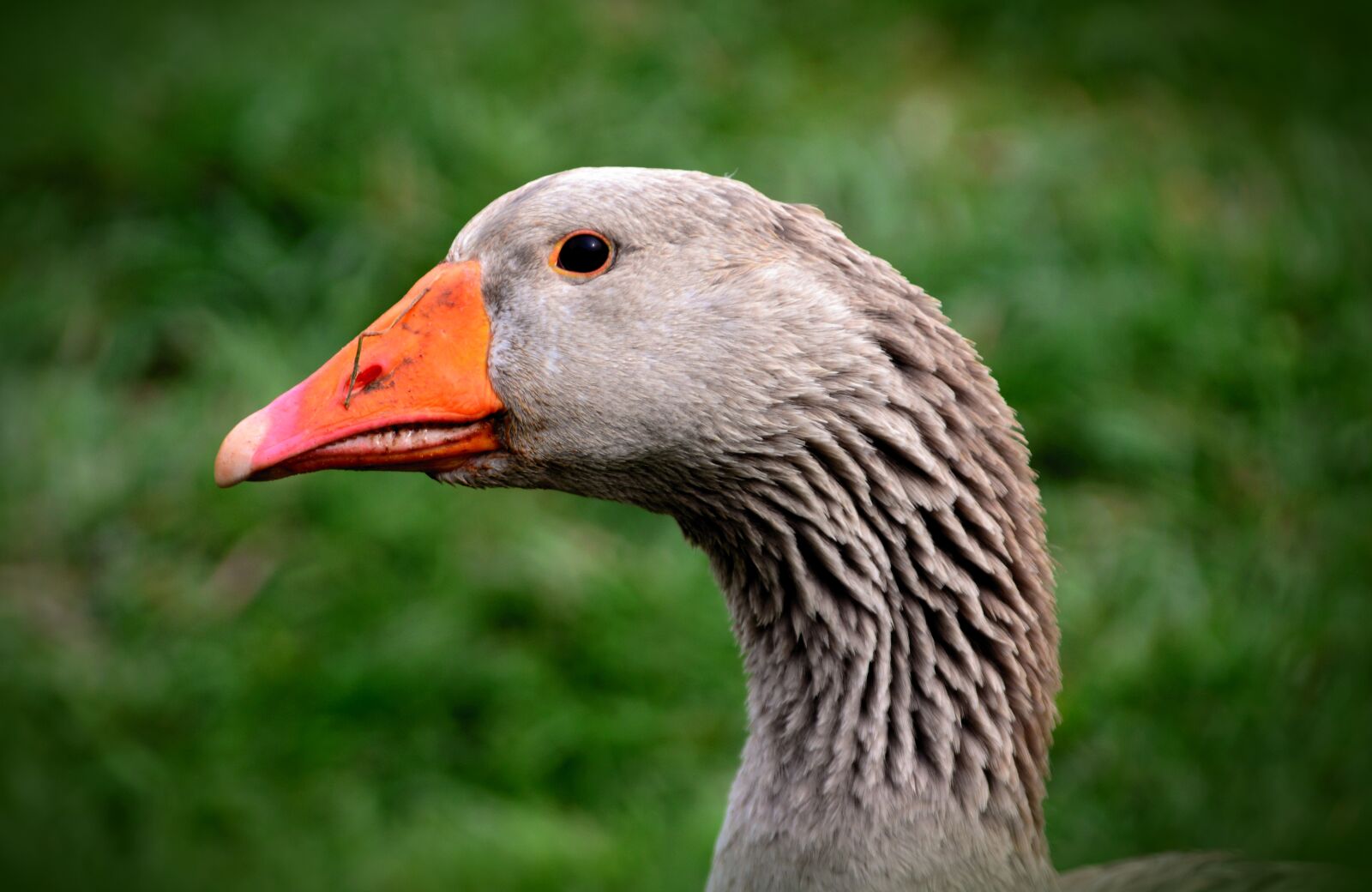 Nikon D610 sample photo. Goose, domestic goose, animal photography