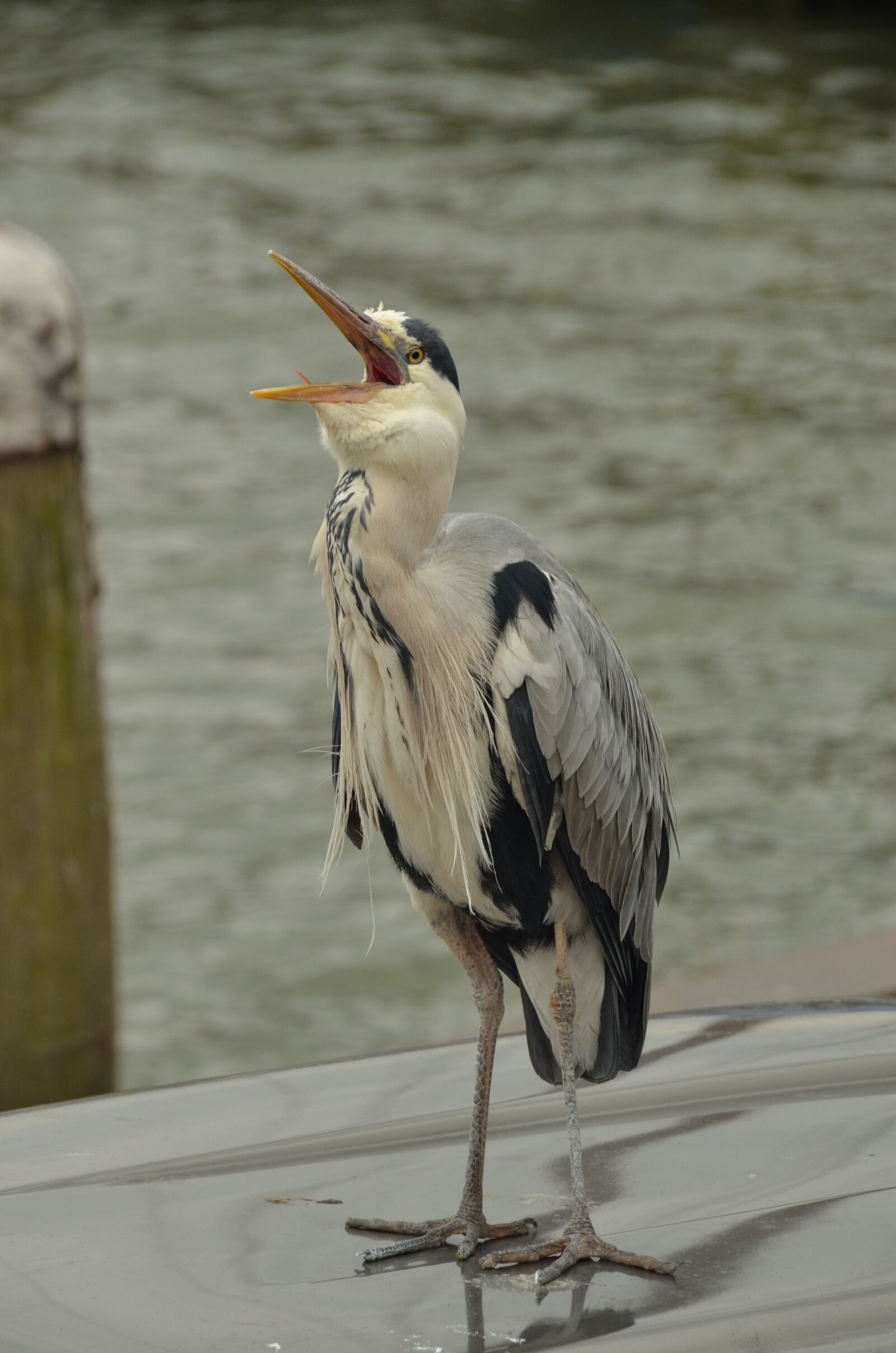 Nikon D7000 sample photo. Bird, heron, babu photography
