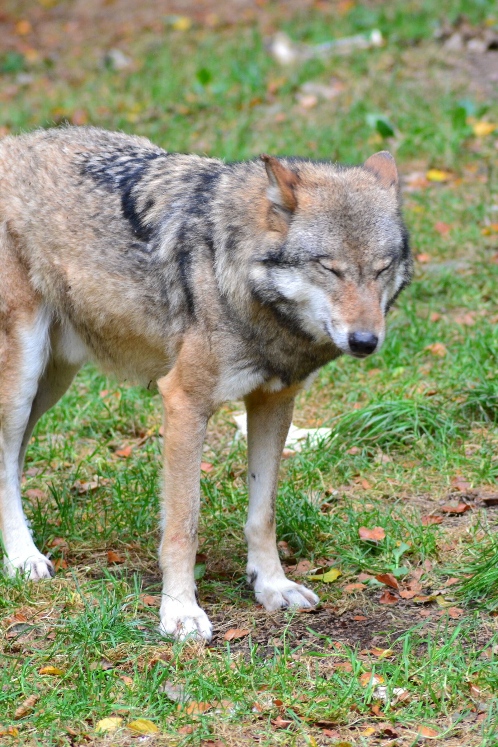 Nikon D3100 sample photo. Animal, animal, park, autumn photography