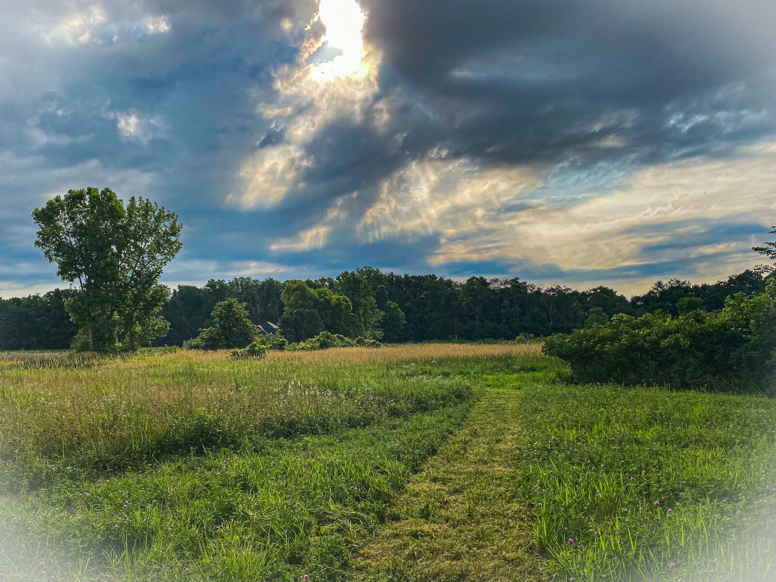 Apple iPhone 11 sample photo. Indiana, summer time, field photography