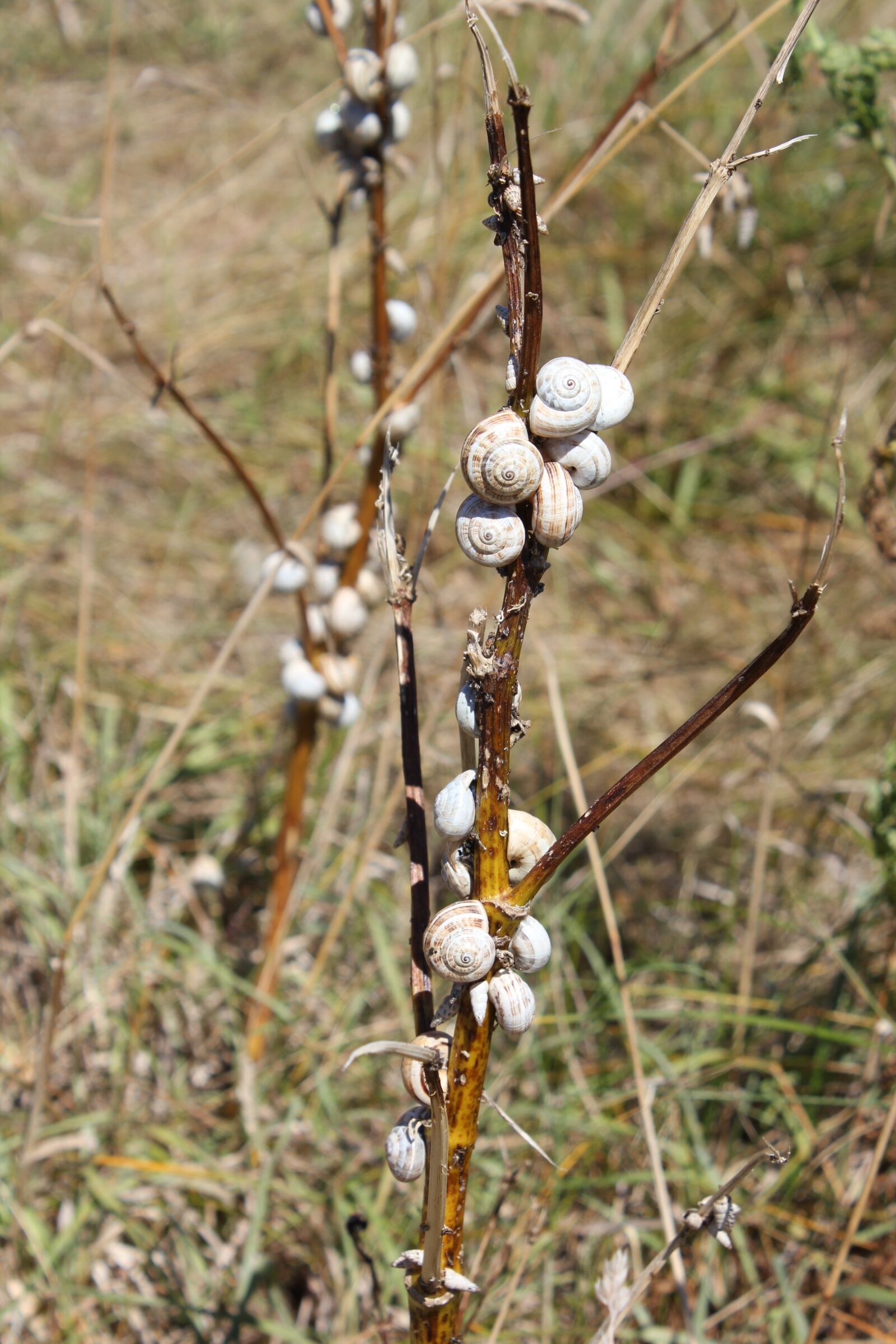Canon EOS 550D (EOS Rebel T2i / EOS Kiss X4) sample photo. Snail, wood, branch photography