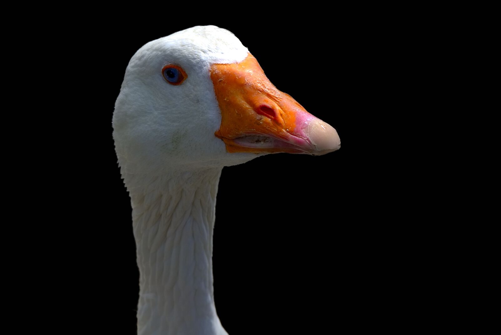 Sony a6000 sample photo. Goose, bird, bill photography