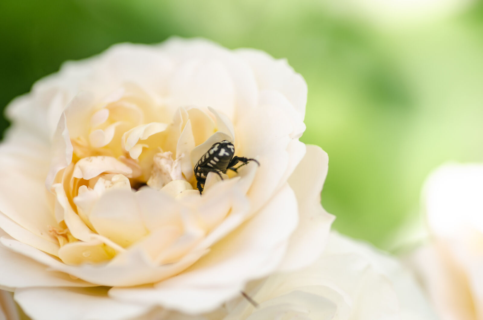 Tamron SP AF 90mm F2.8 Di Macro sample photo