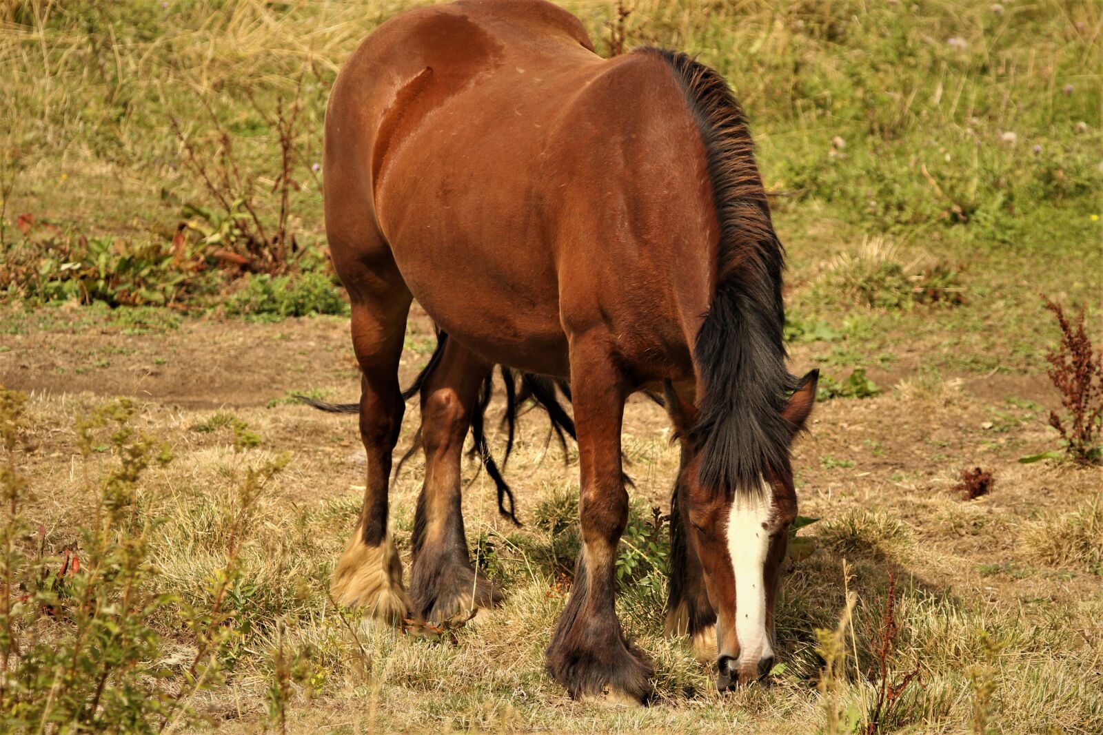 150-600mm F5-6.3 DG OS HSM | Contemporary 015 sample photo. Horses, animals, mane photography