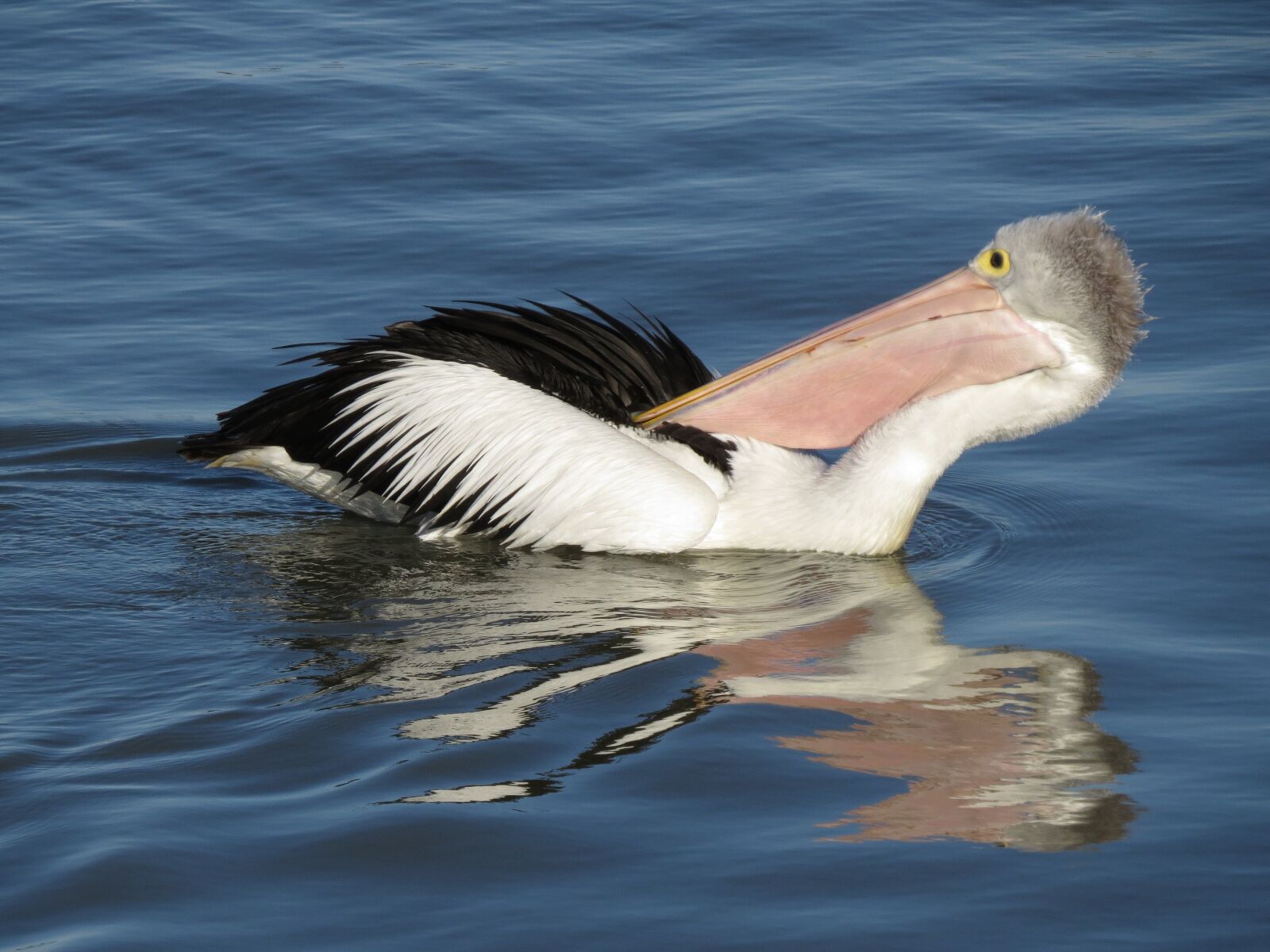Canon PowerShot SX50 HS sample photo. Australian pelican, goolwa, south photography