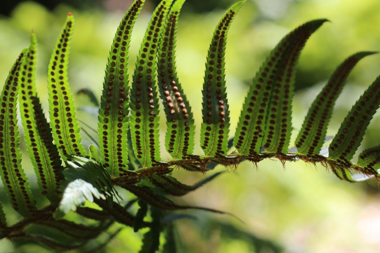 Canon EOS 650D (EOS Rebel T4i / EOS Kiss X6i) + Canon EF 50mm F1.8 II sample photo. Sword fern, nature, plant photography