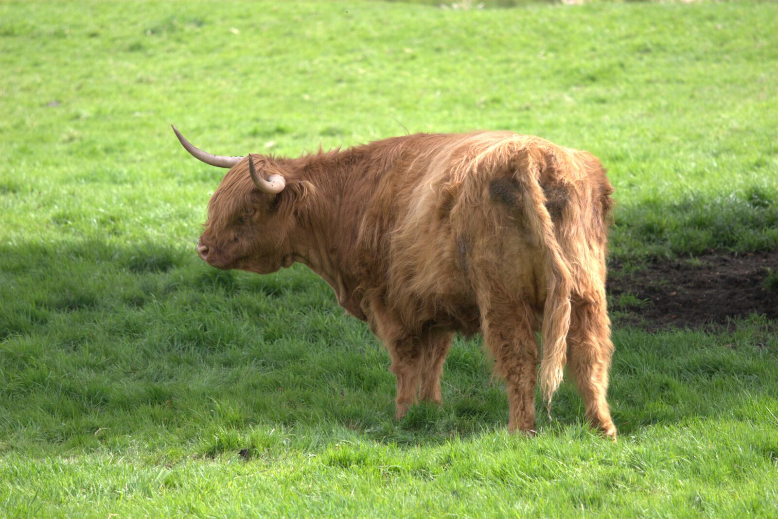 Canon EOS 30D sample photo. Highland cow, cow, nature photography