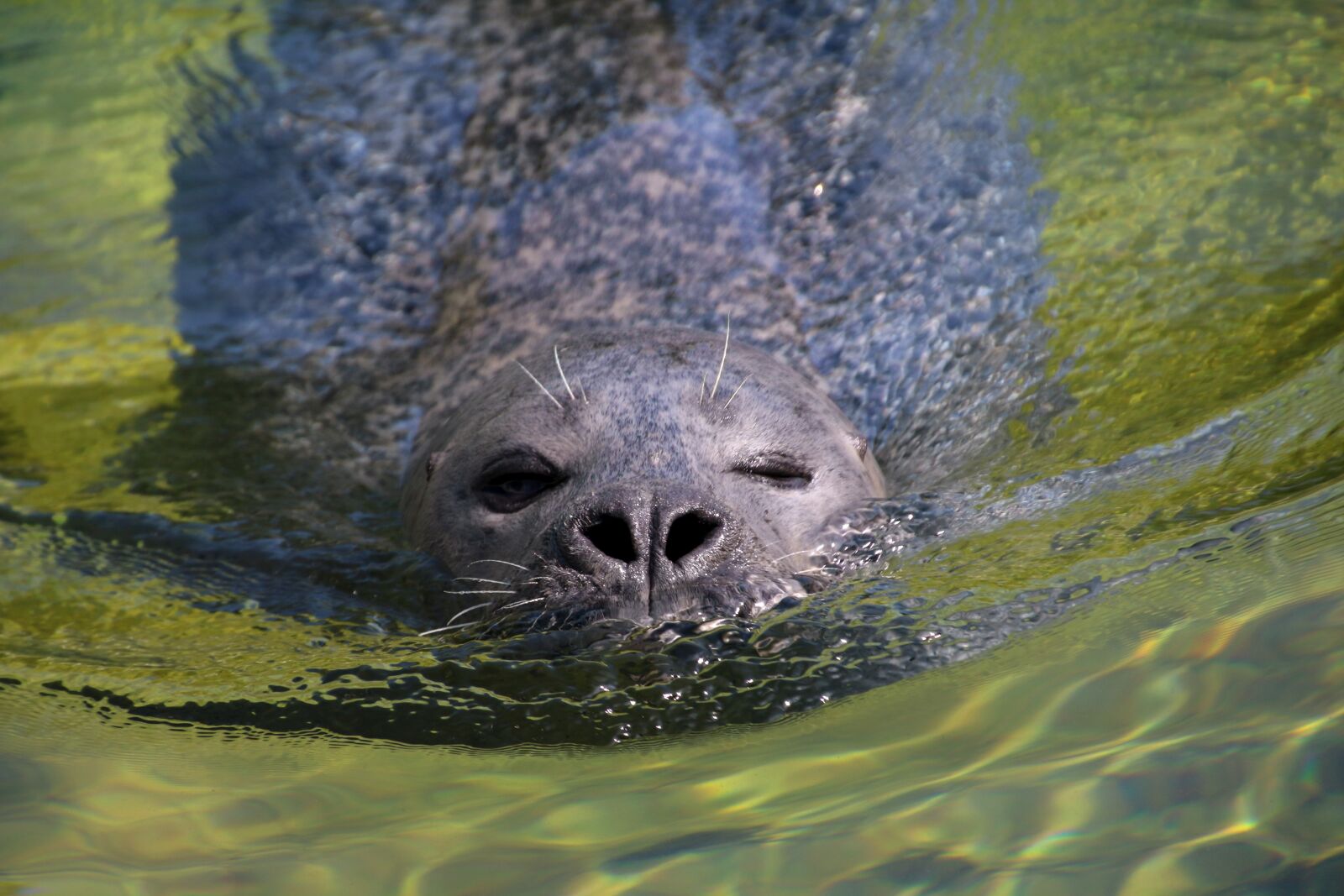 Canon EOS 70D sample photo. Seal, swim, robbe photography