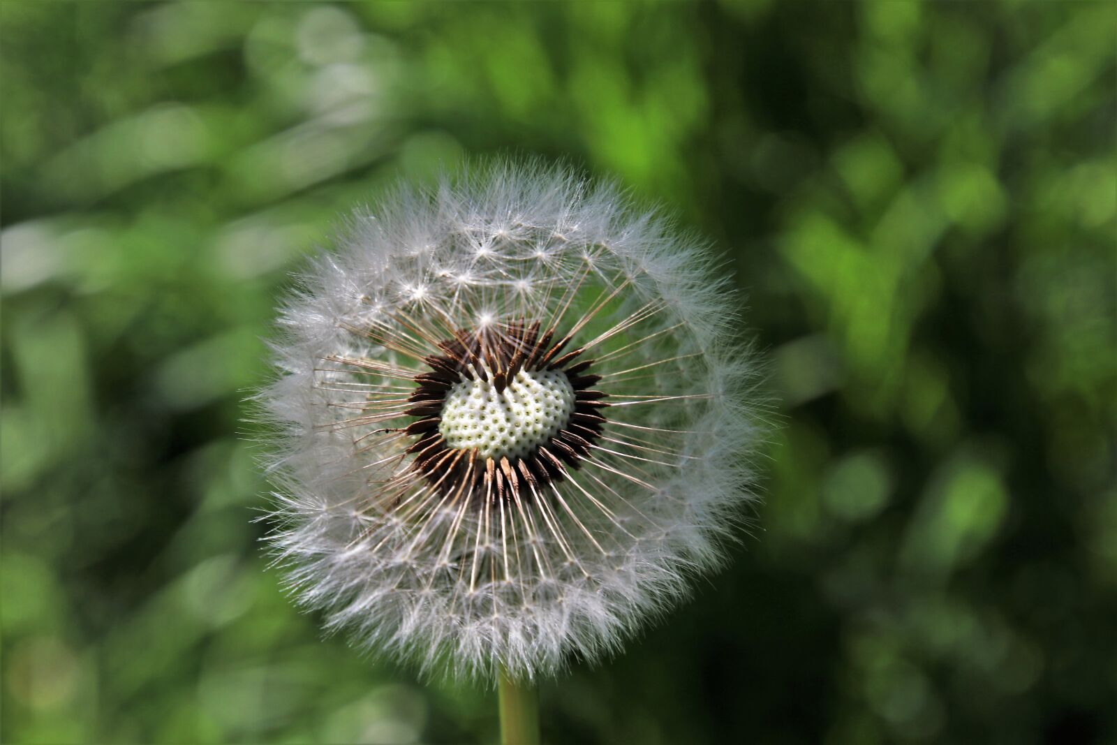 Canon EOS 80D sample photo. Dandelion, spring, nature photography