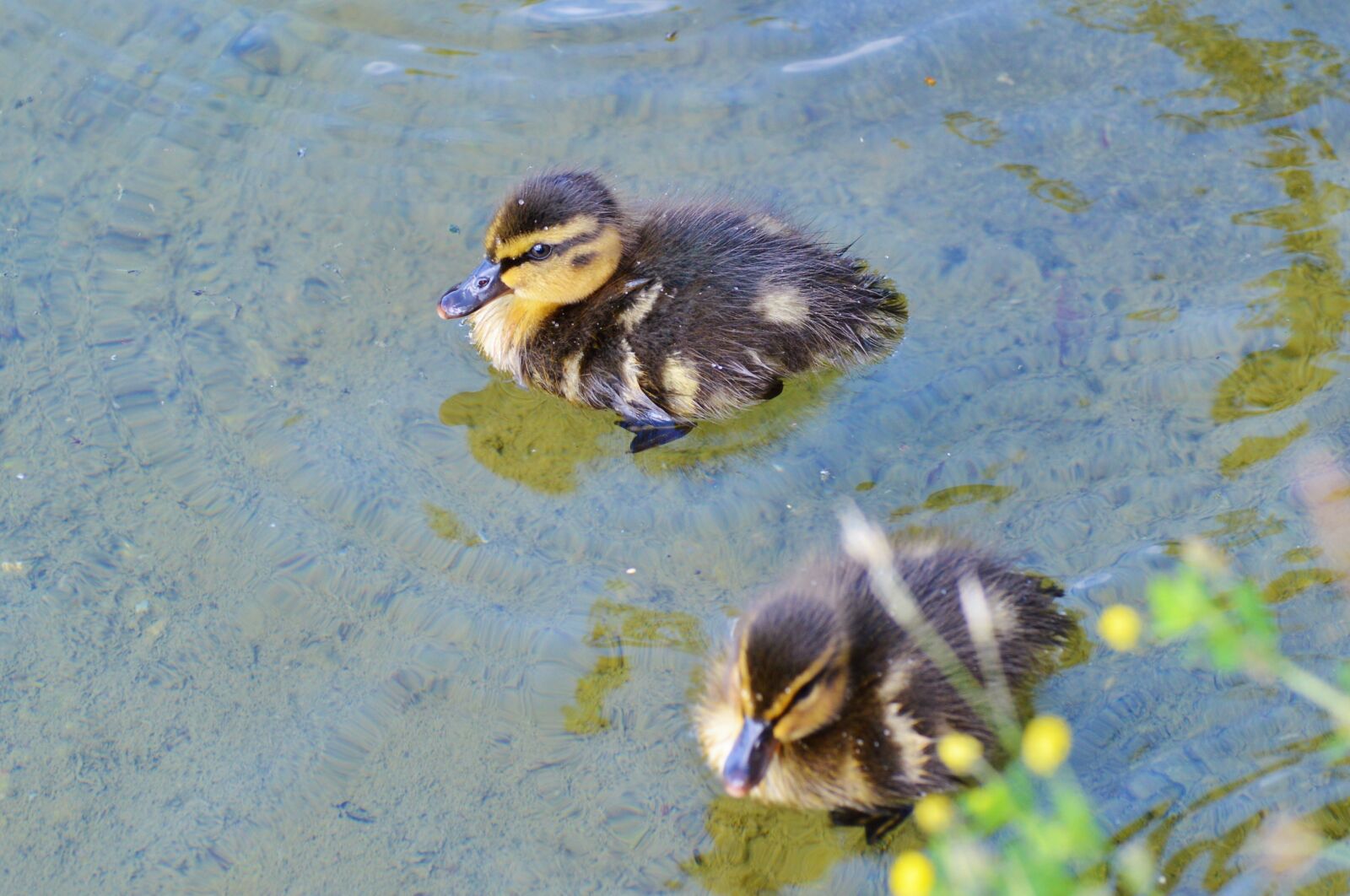 Nikon D3200 sample photo. Chicks, ducklings, duck photography
