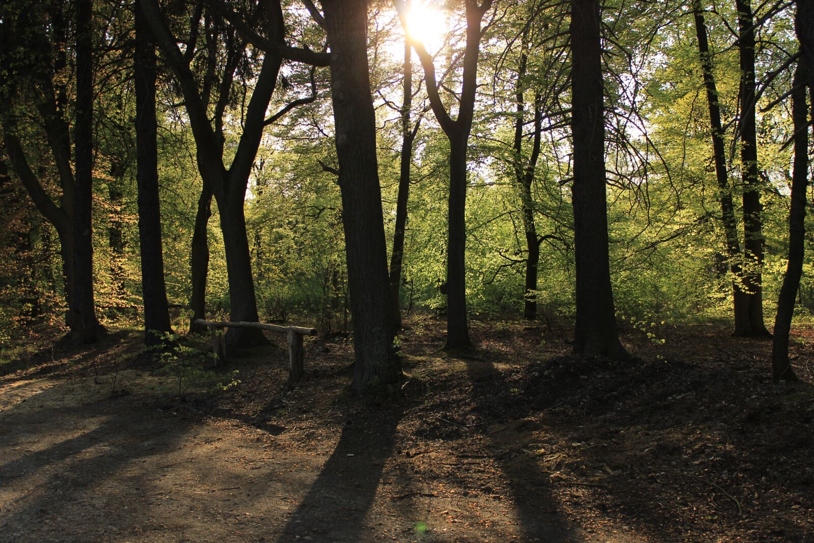 Canon EOS 600D (Rebel EOS T3i / EOS Kiss X5) sample photo. Forest, mystical forest photography