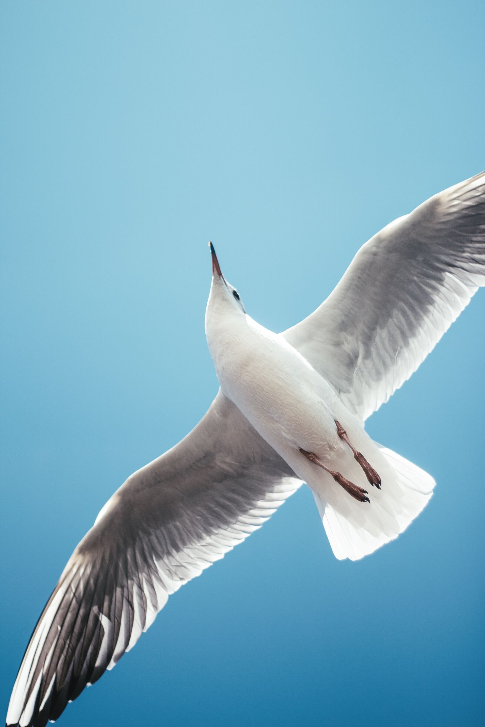 Canon EOS 650D (EOS Rebel T4i / EOS Kiss X6i) + Canon EF 50mm F1.8 II sample photo. Seagull, natural, birds photography