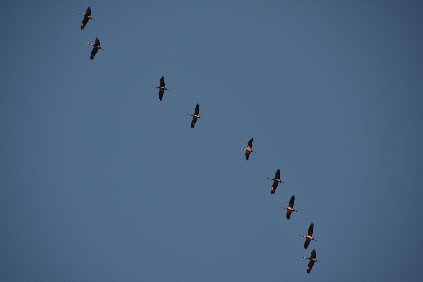 Nikon D5600 sample photo. Cranes, birds, fly photography