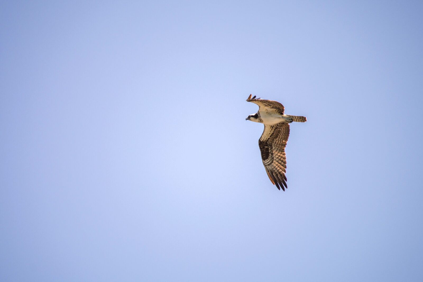 Nikon D5200 sample photo. Eagle, bird, wildlife, flight photography