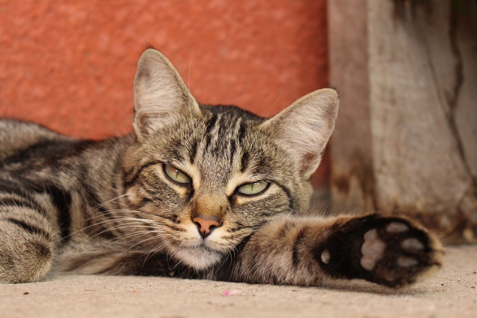 Canon EOS 700D (EOS Rebel T5i / EOS Kiss X7i) sample photo. Animals, cat, feline photography