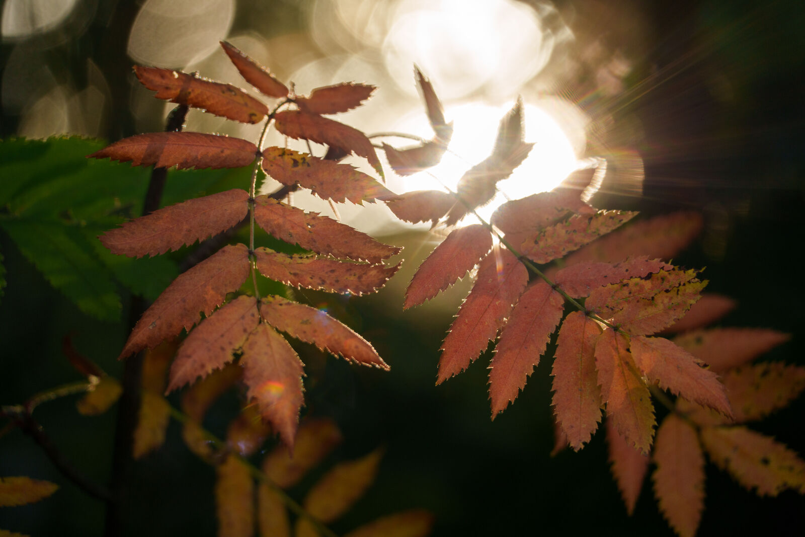 Sony a7R V sample photo. Light leaves photography