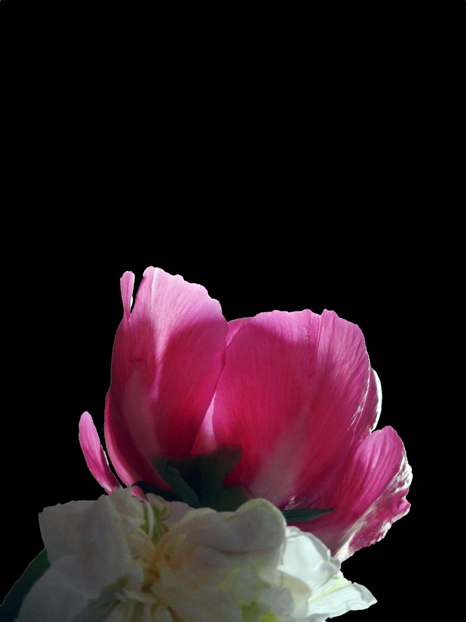 Leica V-LUX 1 sample photo. Peony, pentecost, blossom photography