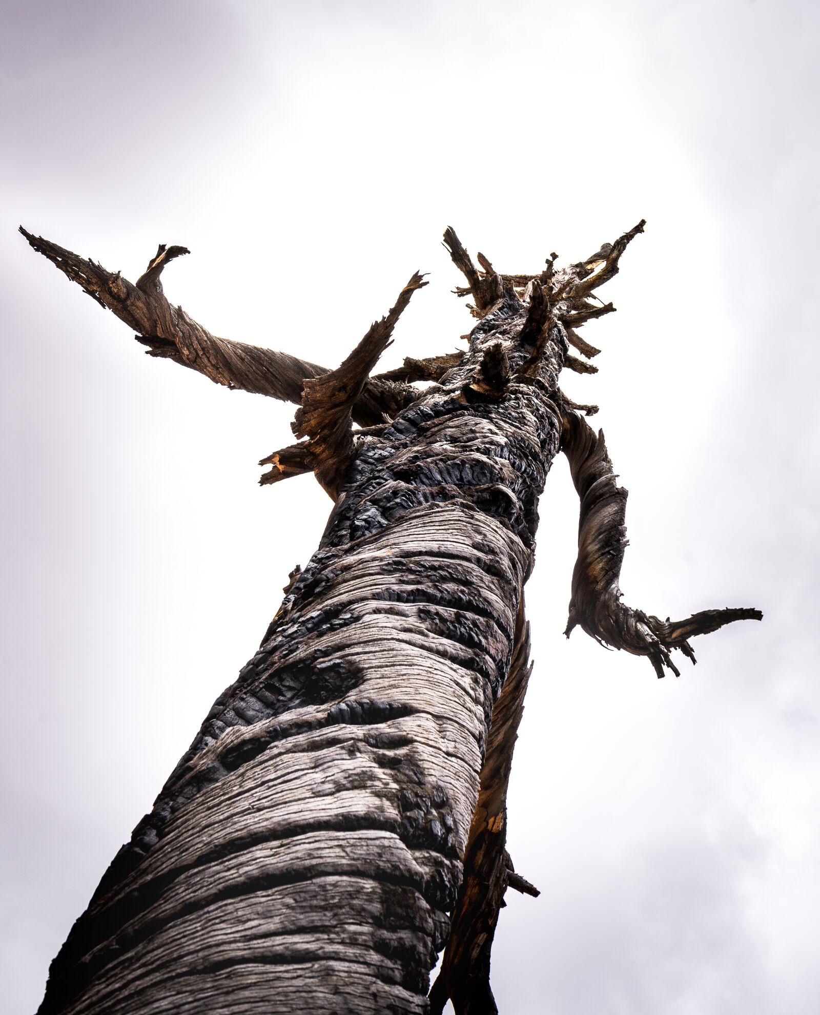 Sony a7 + Sony FE 28-70mm F3.5-5.6 OSS sample photo. Tree, desert, utah photography