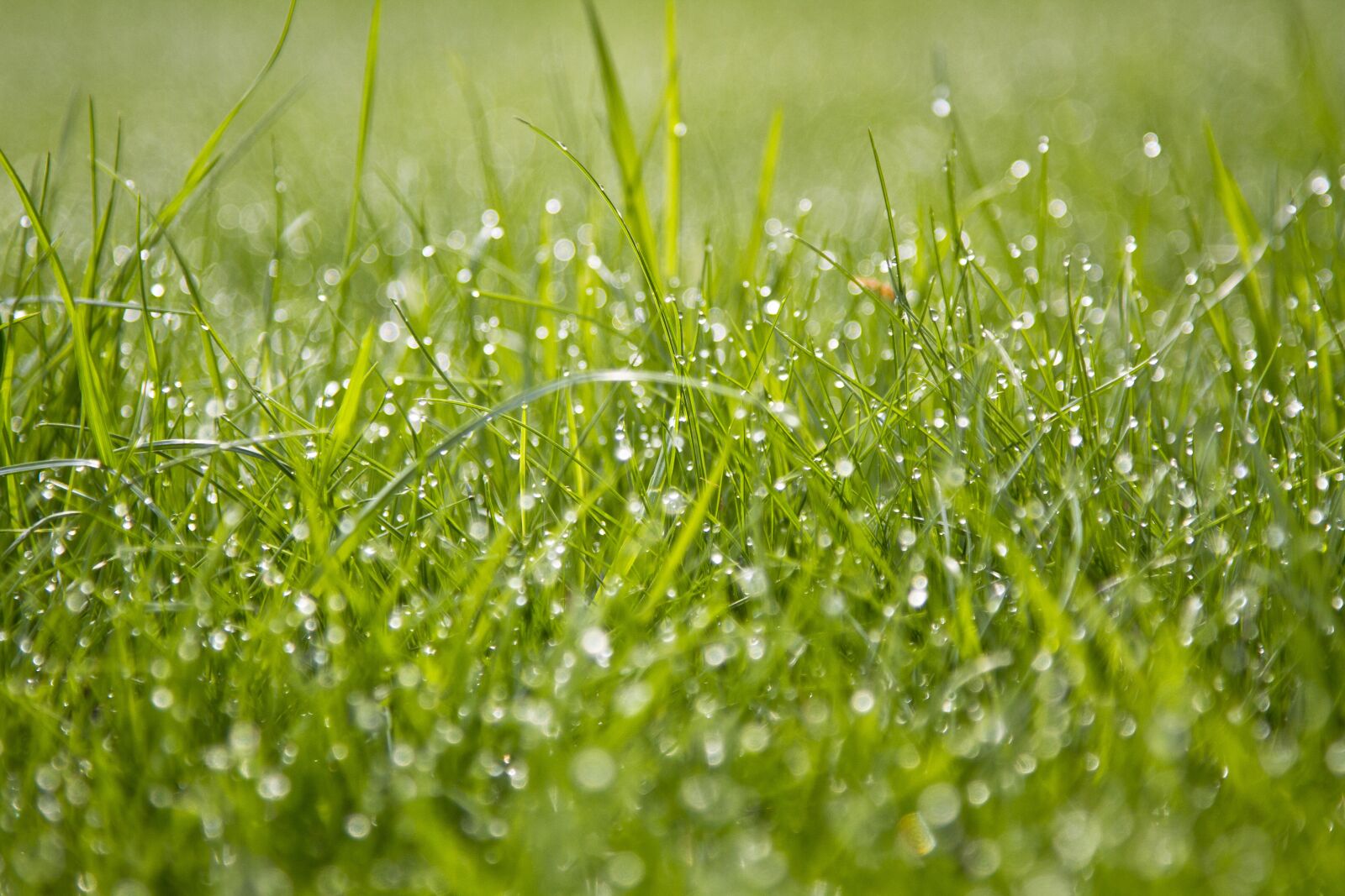 Canon EOS 7D + Canon EF 24-105mm F4L IS USM sample photo. Grass, dew, green photography