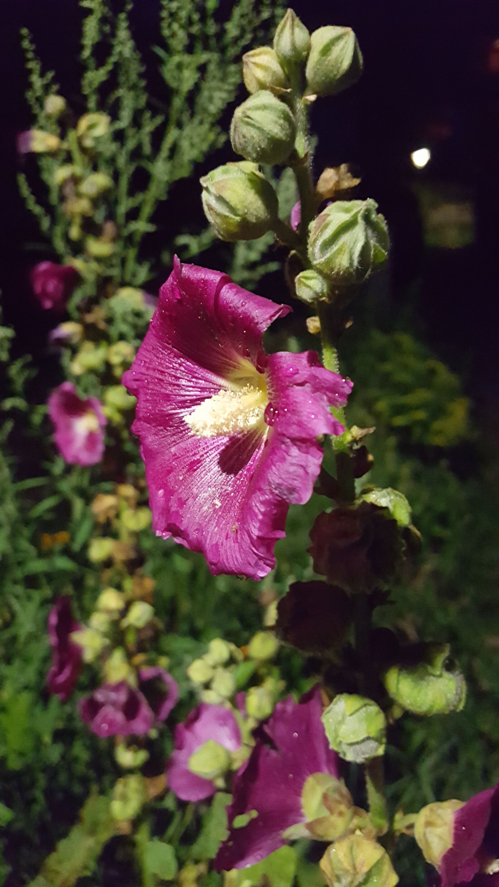 Samsung Galaxy S6 sample photo. Flowers, spring, nature photography