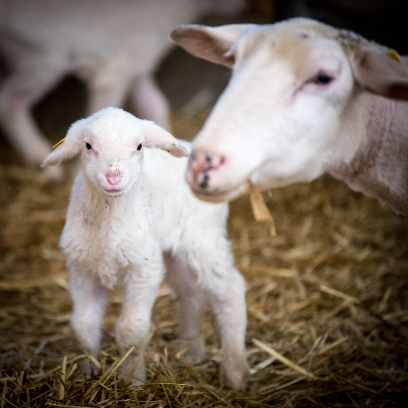 Nikon D750 sample photo. Sheep, livestock, wool photography