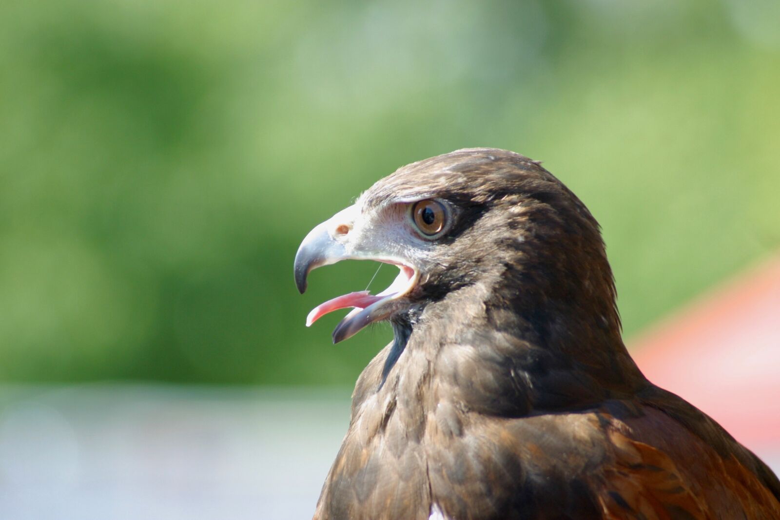 Canon EOS D60 sample photo. Raptor, falcon, bird of photography
