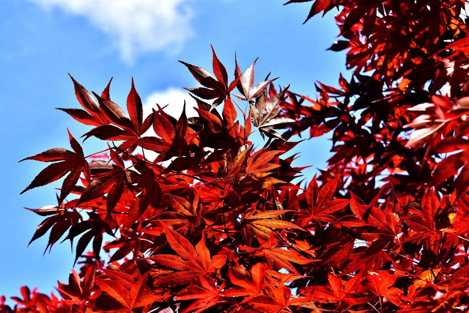 Nikon D7200 sample photo. Japanese maple, bush, red photography