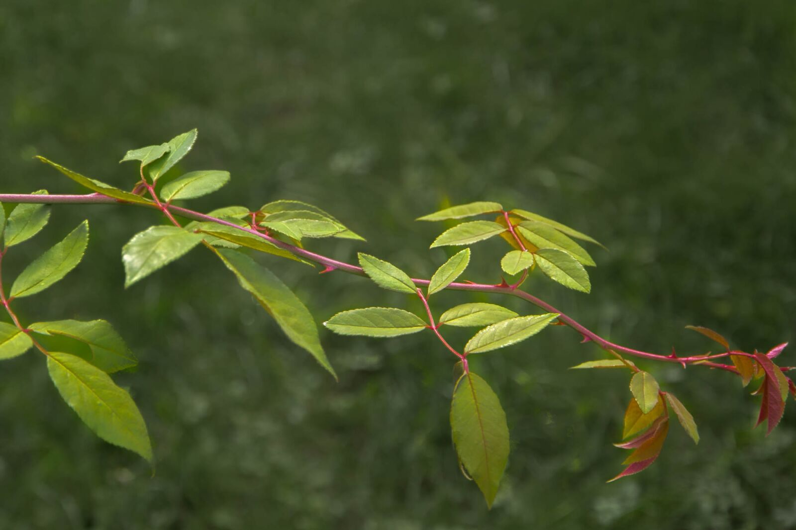 Nikon D7200 sample photo. Leaves, green, plant photography