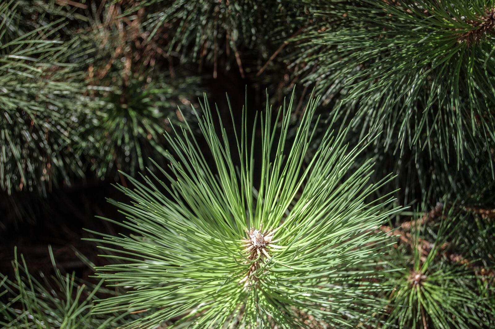 Nikon D40 sample photo. Conifer, plants, foliage photography