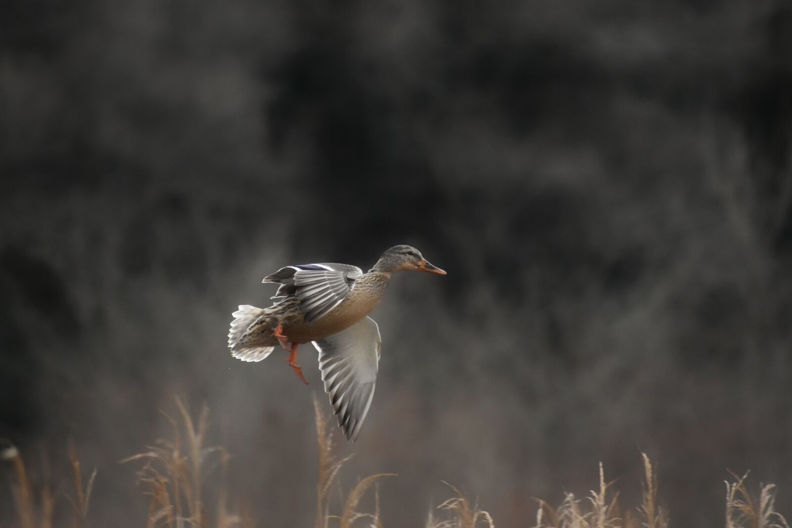 Nikon D7200 sample photo. Animal, lake, waterside photography
