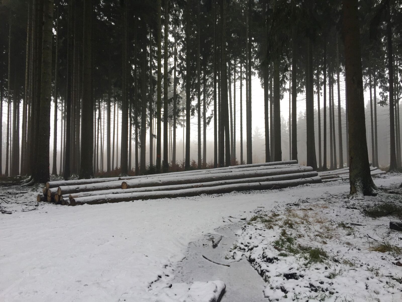 iPhone 6 Plus back camera 4.15mm f/2.2 sample photo. Winter, forest, snowy photography