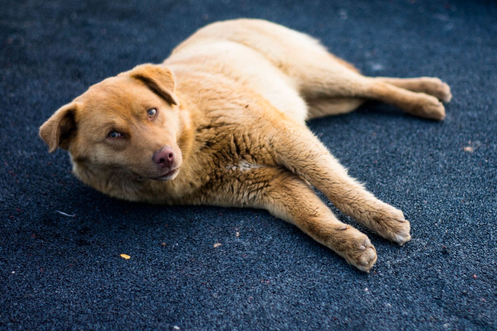 Nikon D3400 sample photo. Dog, cute, photo photography
