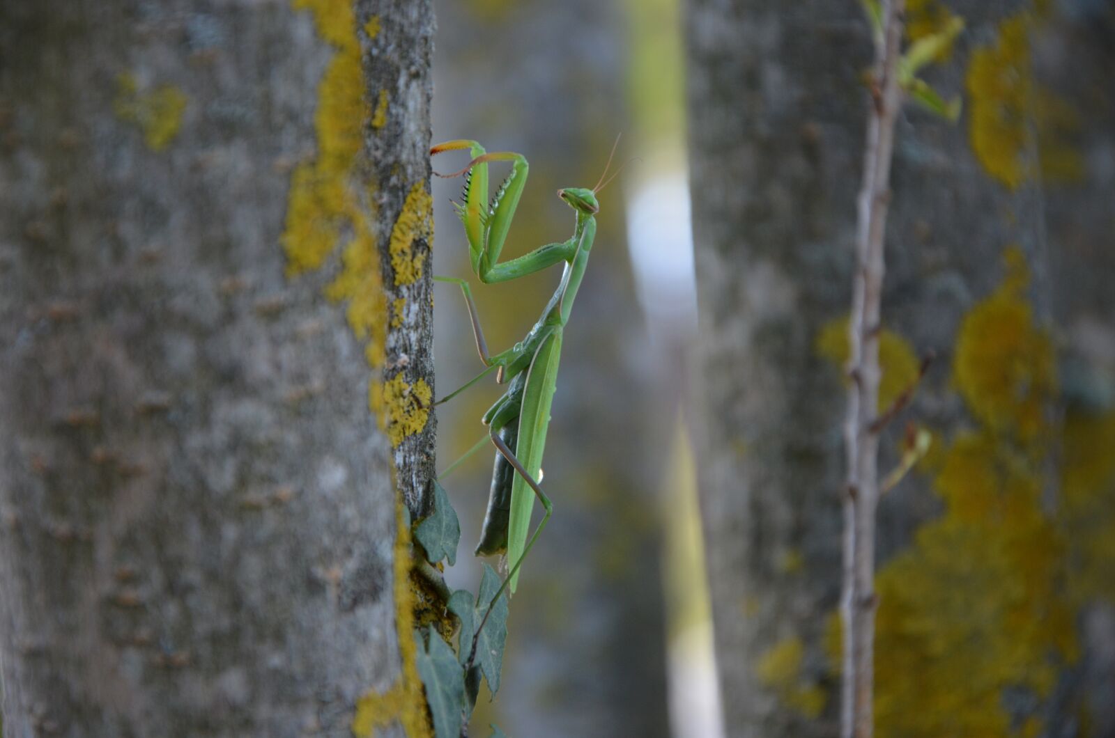 Nikon D5100 sample photo. Praying mantis, insect, green photography