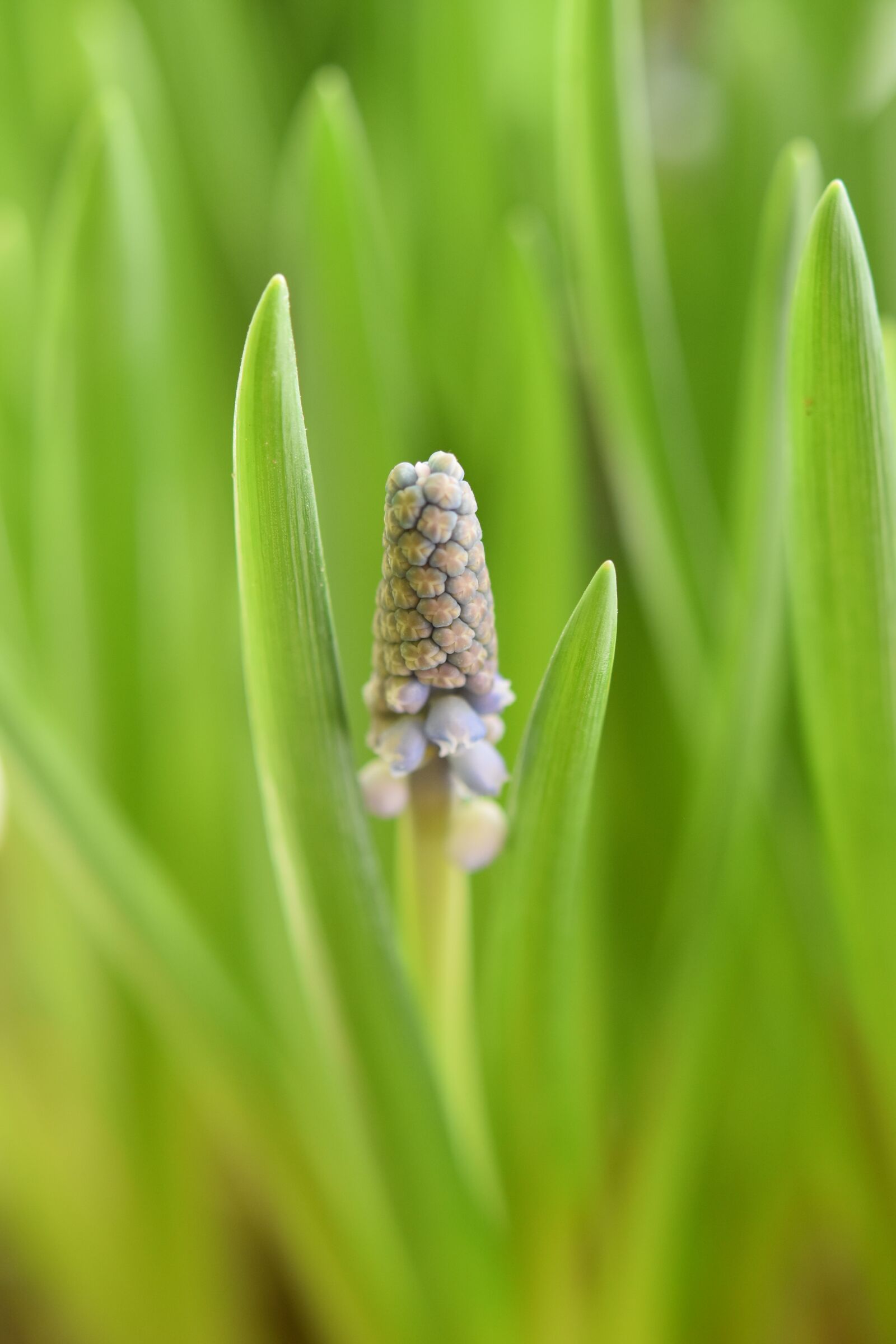 Nikon D5600 sample photo. Flower, flower blooming, garden photography