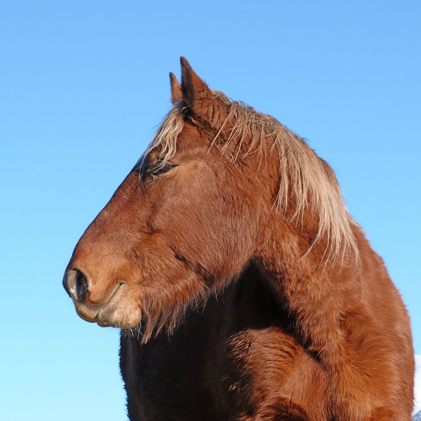 Panasonic Lumix DMC-FZ40 (Lumix DMC-FZ45) sample photo. Horse, equine, head photography