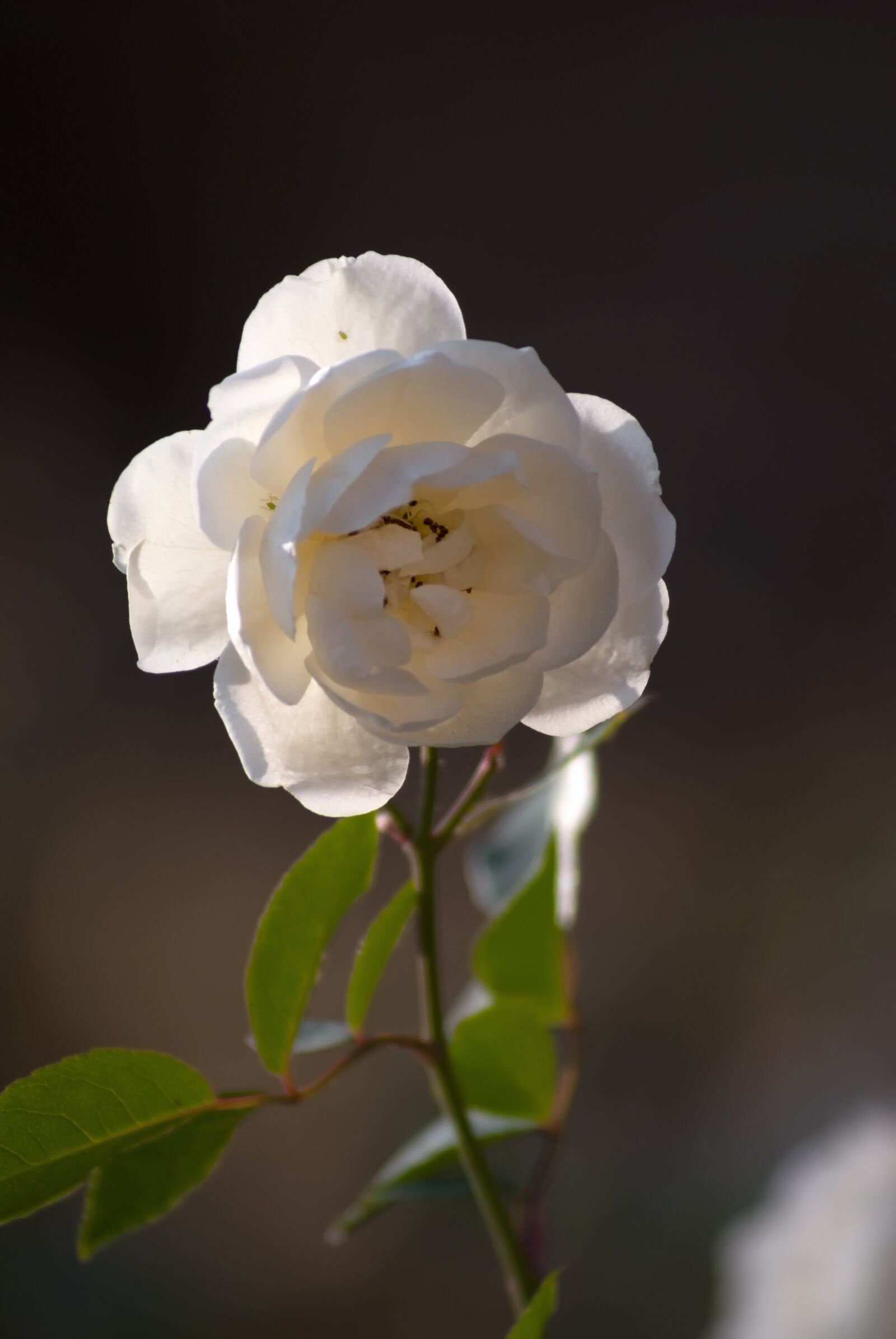 Sony Alpha DSLR-A100 sample photo. Rose, flower, bloom photography