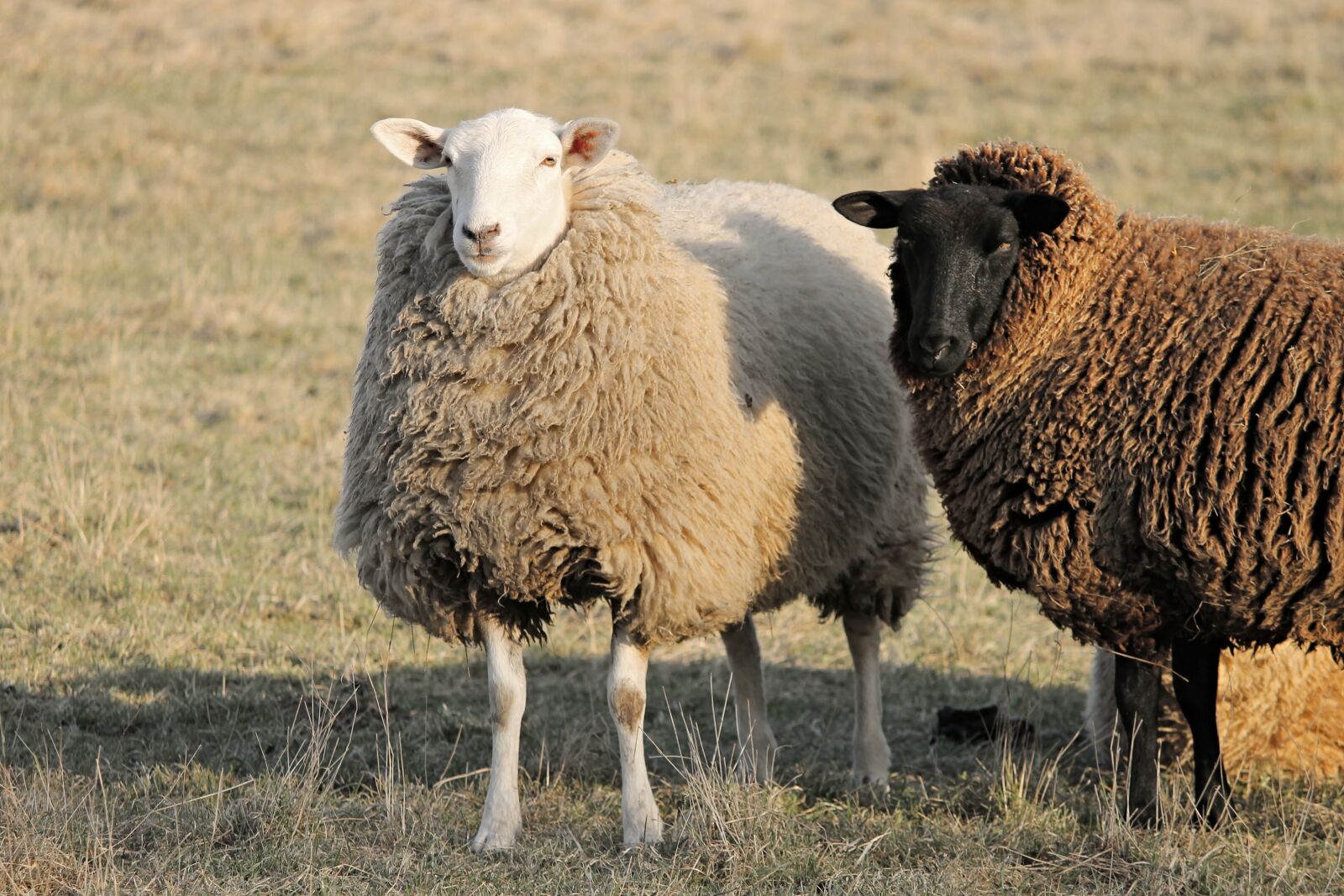 Canon EOS 1100D (EOS Rebel T3 / EOS Kiss X50) sample photo. Sheep, livestock, two sheep photography