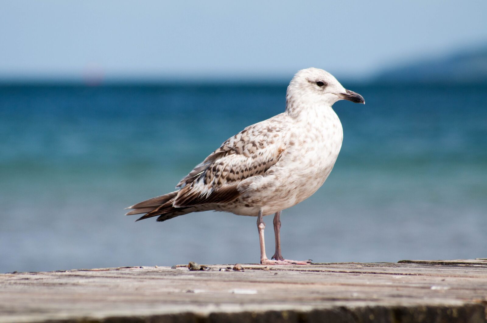 Nikon D5000 sample photo. Seagull, bird, sea photography
