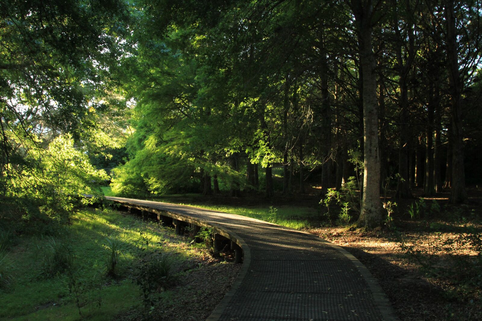 Canon EOS 7D + Canon EF 24-105mm F4L IS USM sample photo. Forest, walkway, park photography