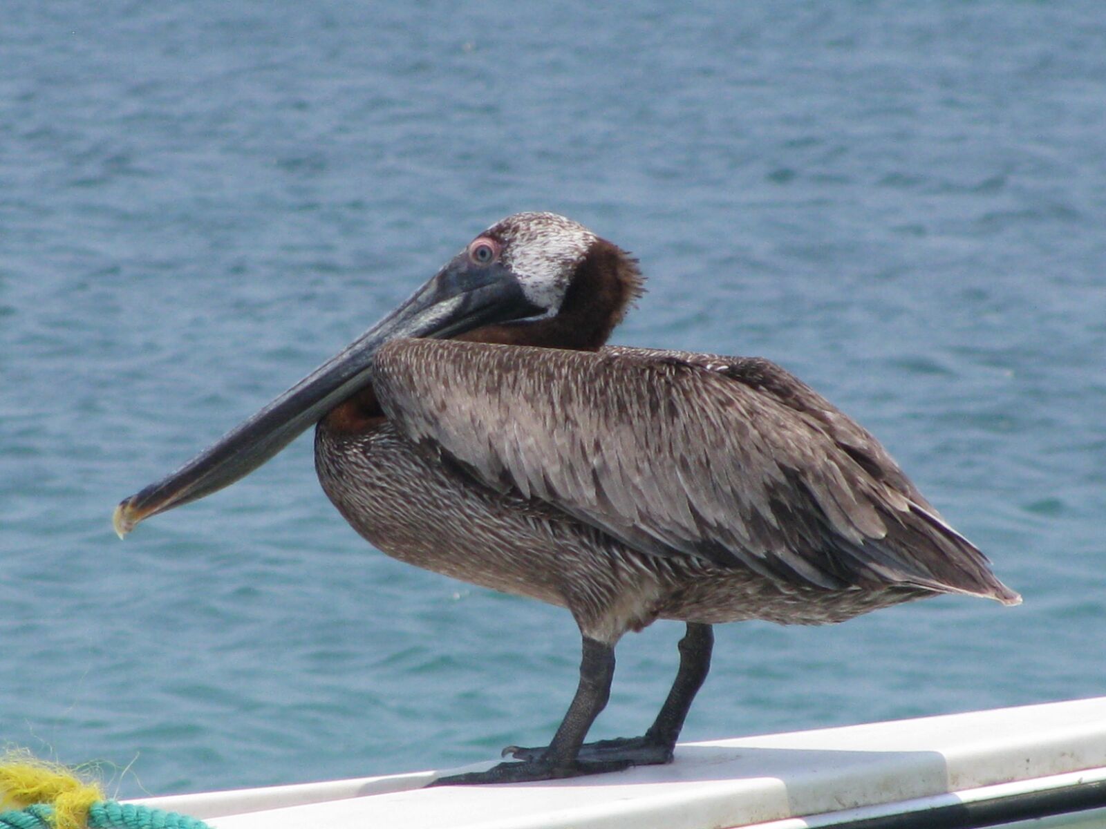 Canon POWERSHOT SX100 IS sample photo. Pelican, ave, beach photography