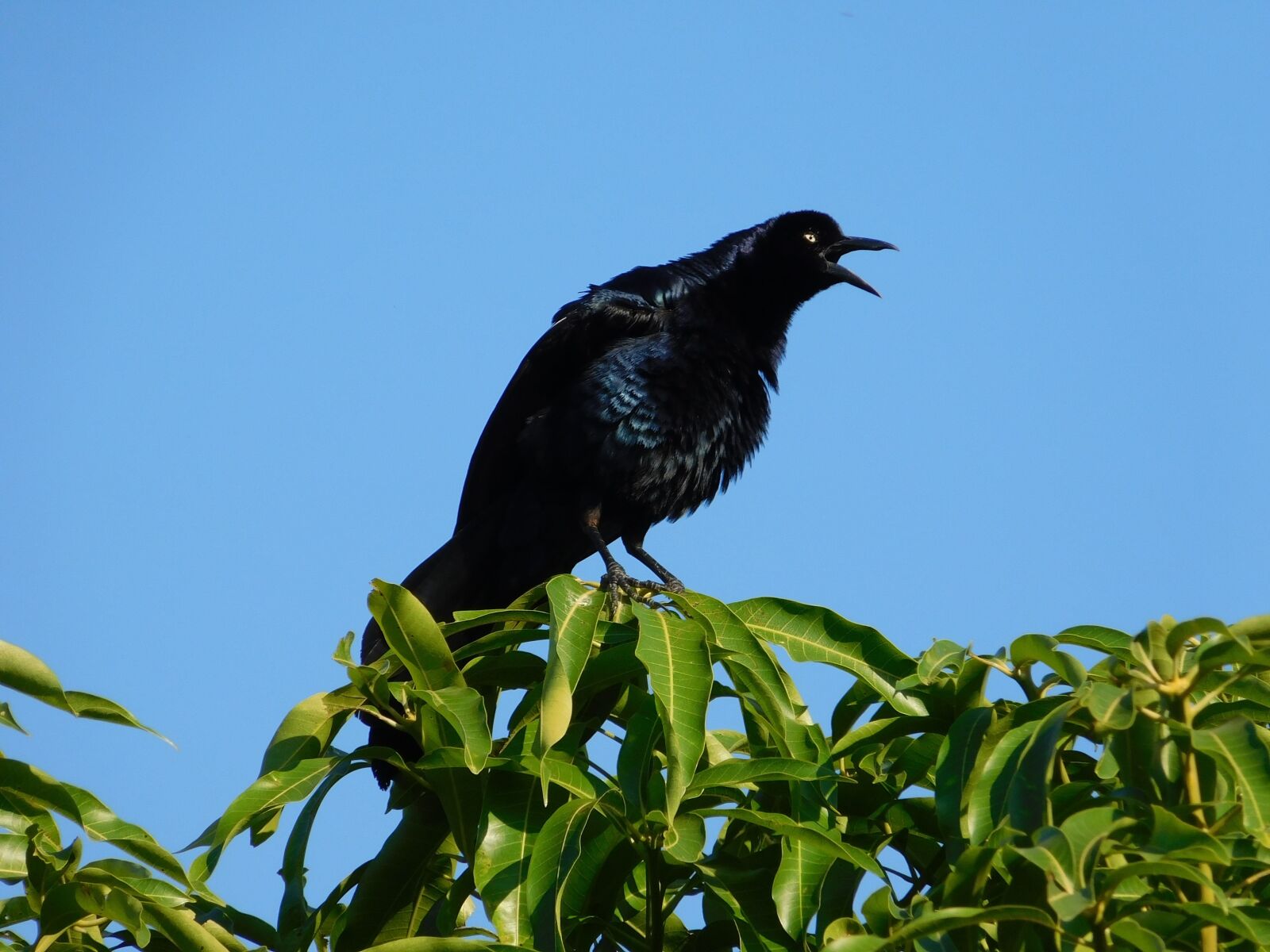 Nikon Coolpix L840 sample photo. Birds, nature, wild life photography