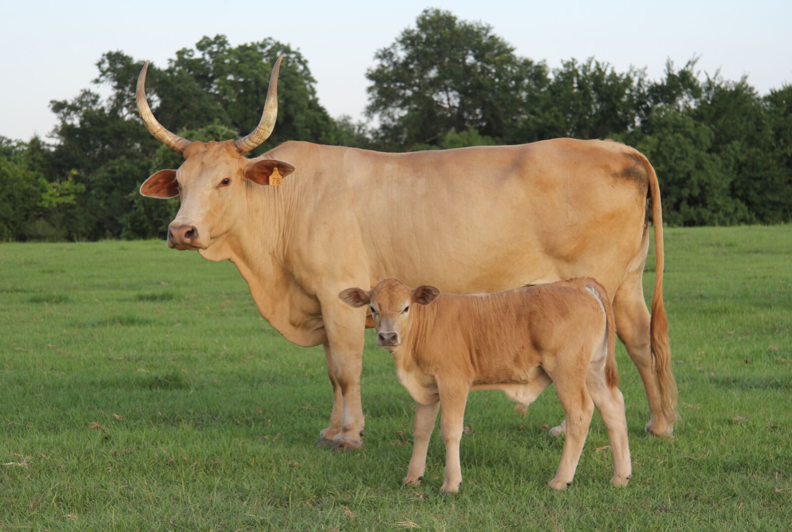 Canon EF-S 17-85mm F4-5.6 IS USM sample photo. Cow, calf, cattle photography