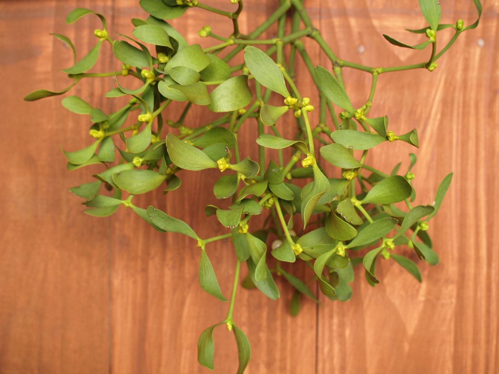 Olympus E-510 (EVOLT E-510) sample photo. Mistletoe, sprig, holidays photography