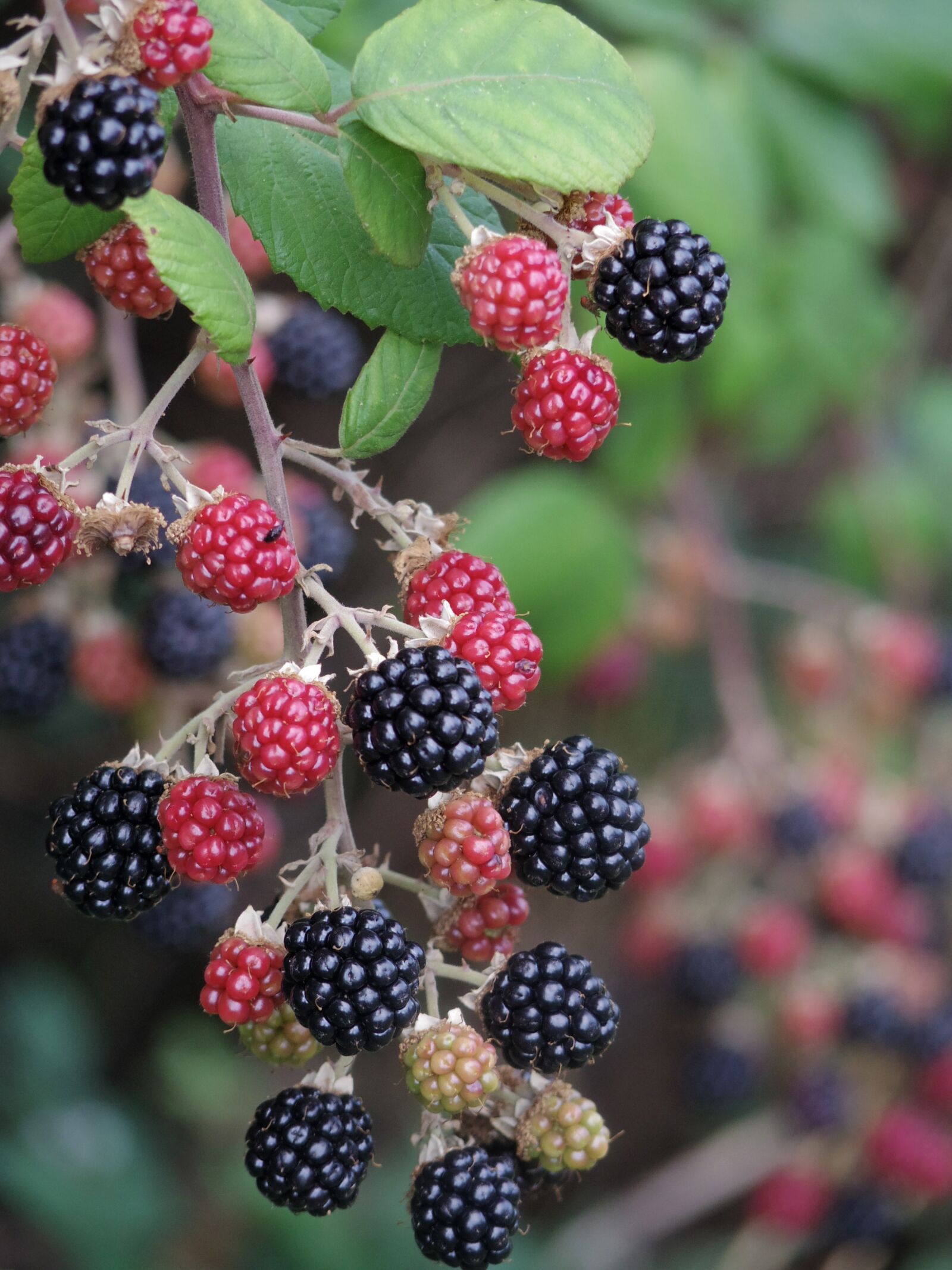Pentax Q7 sample photo. Blackberry, raspberry, fruit photography