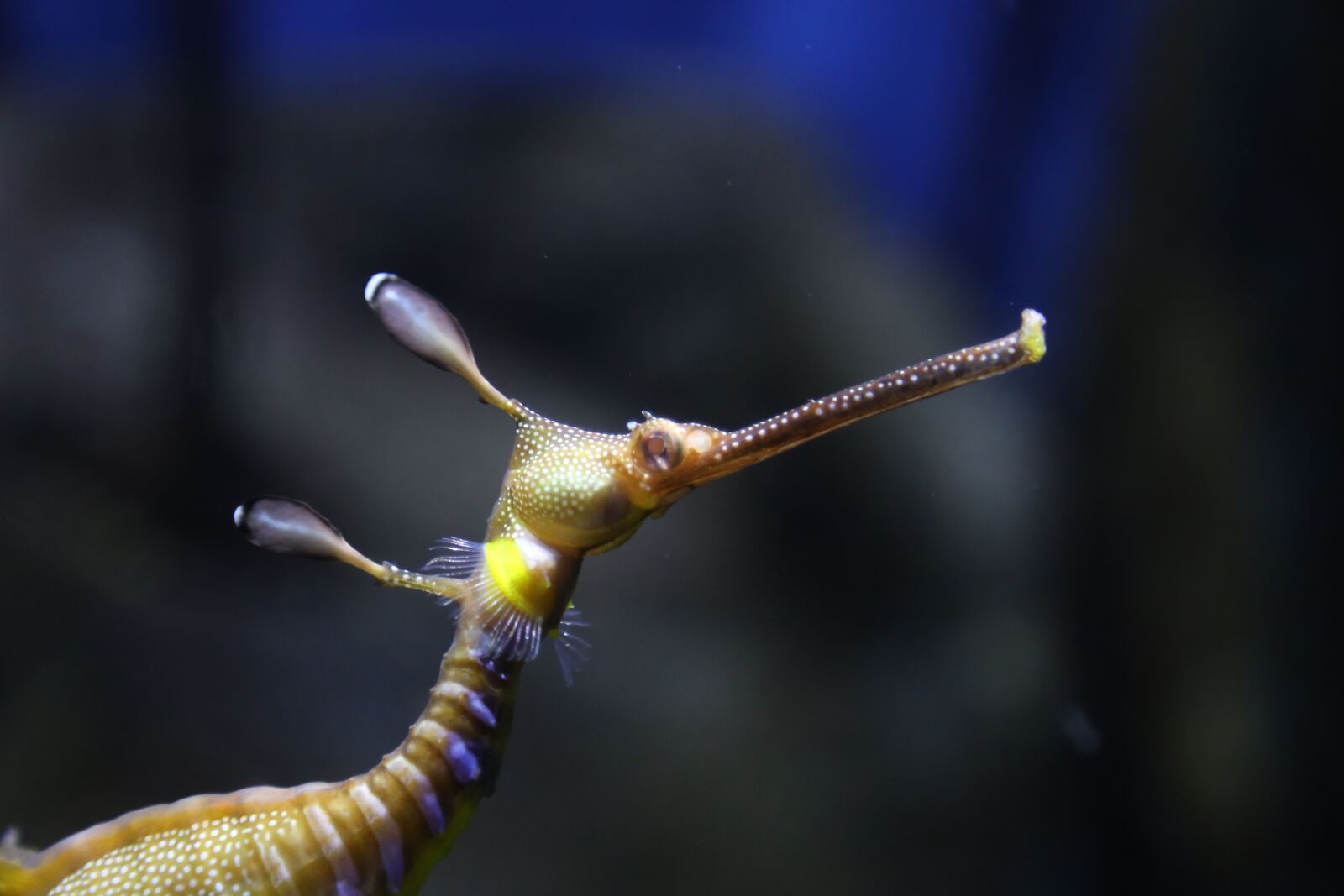 Canon EOS 6D + Canon EF 24-105mm F4L IS USM sample photo. Seahorse, fish, sea photography