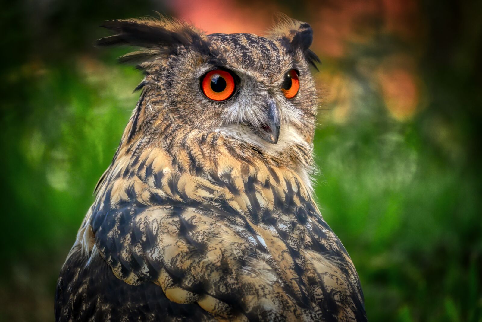 Panasonic Lumix DMC-GX8 sample photo. Owl, eagle owl, bird photography