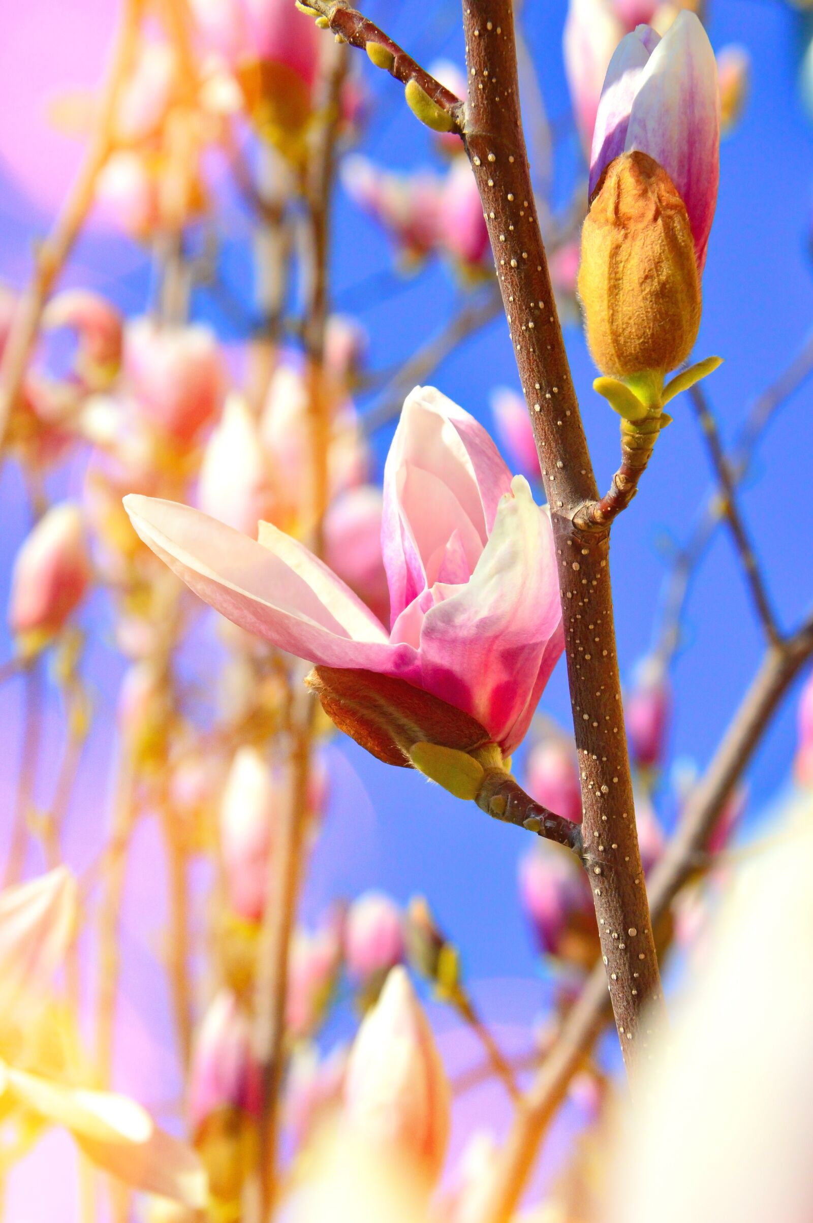 Nikon D3200 sample photo. Flower, plant, nature photography