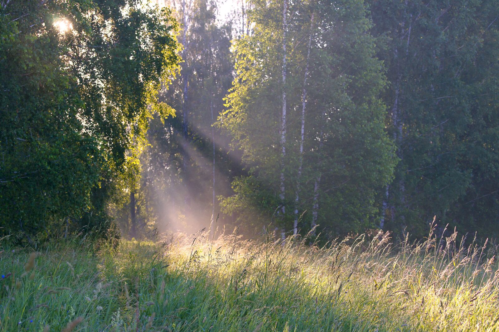 Sony Alpha DSLR-A850 sample photo. Summer, landscape, background photography