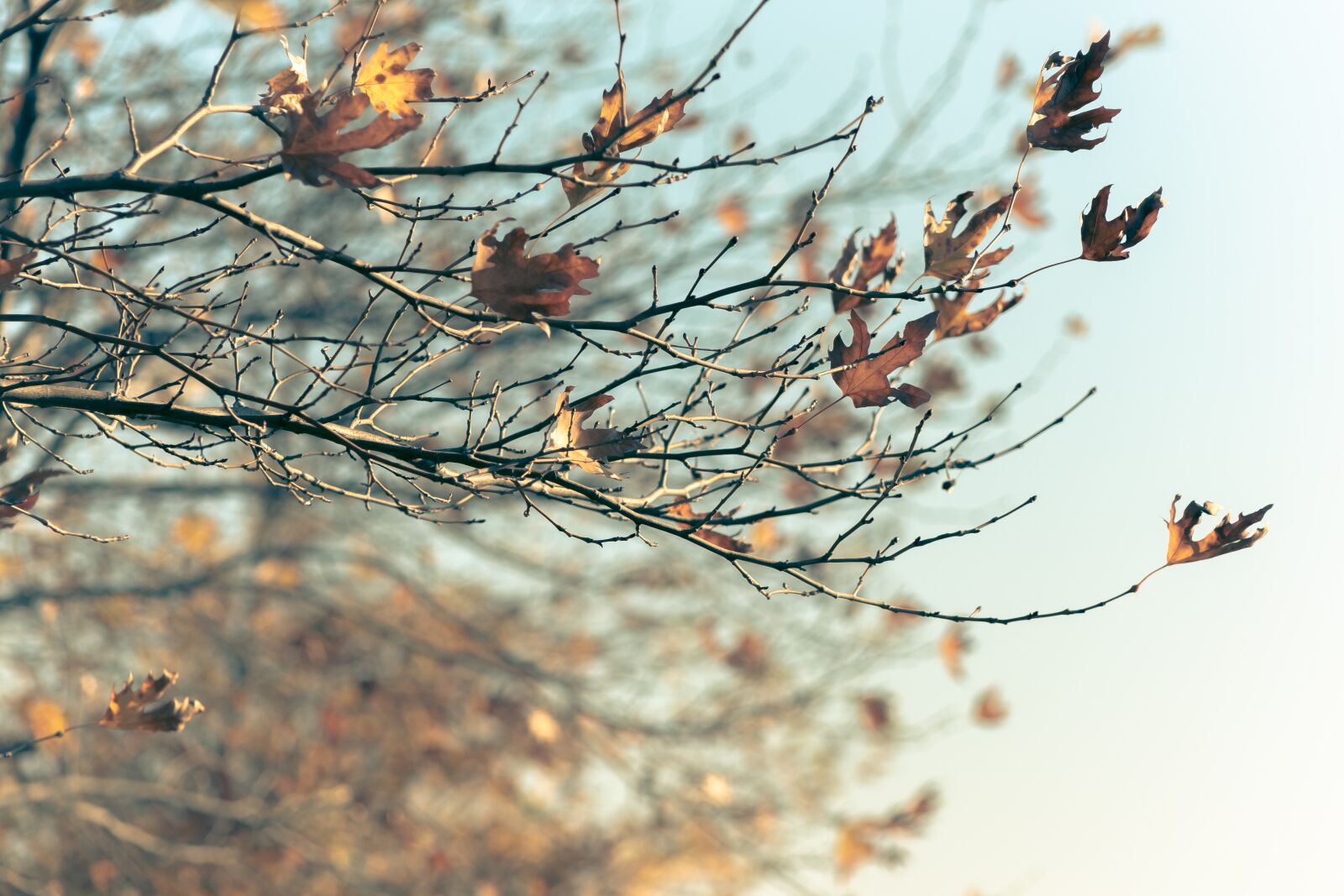 Canon EF75-300mm f/4-5.6 sample photo. Winter, leaves, background photography