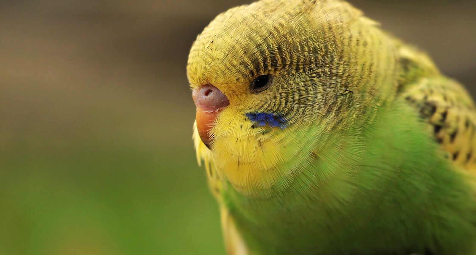 Canon EOS 550D (EOS Rebel T2i / EOS Kiss X4) sample photo. Budgie, bird, green photography